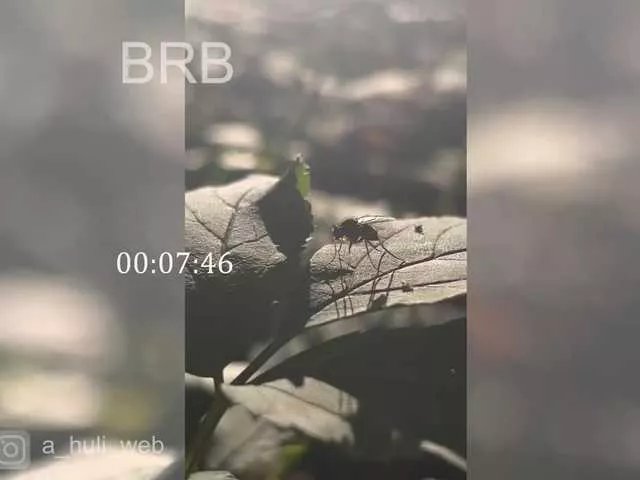 Offline A-Huli on BongaCams