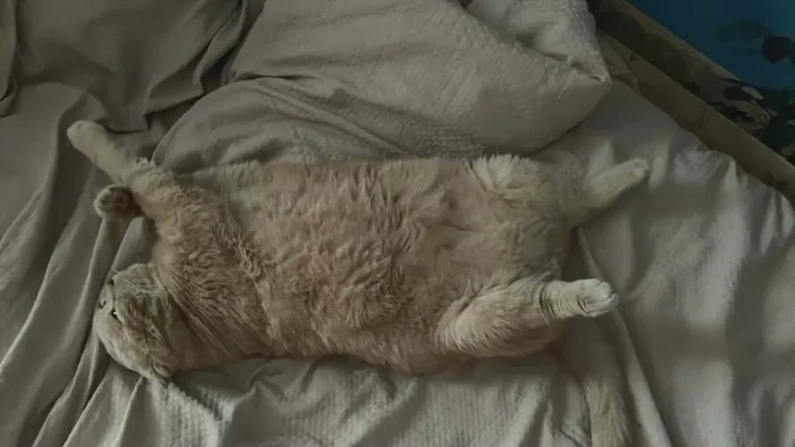 Offline M_Vikki on Cam4